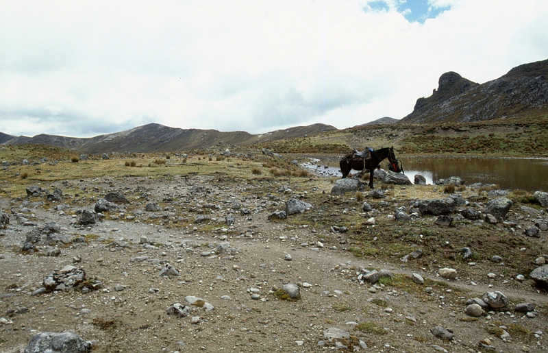 603_Op 3500 m in de Andes, langs de Incatrail.jpg